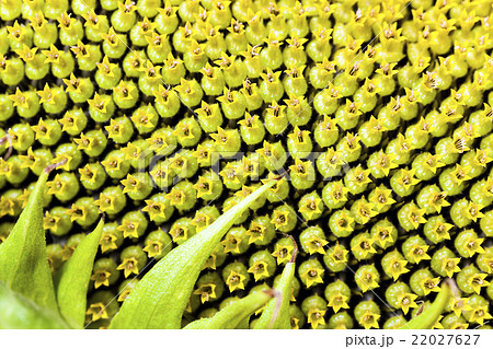 Sunflower , black seeds. 22027627