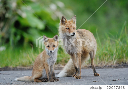 キタキツネの親子 キタキツネの親子 22027848