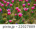 チューリップ 22027889
