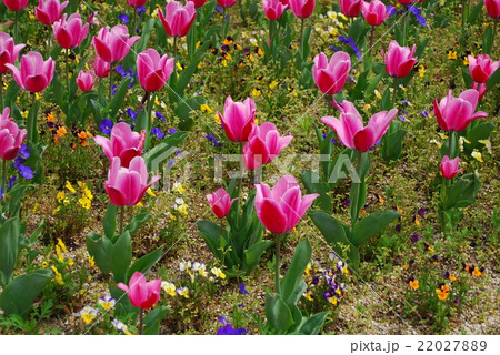 チューリップ 22027889