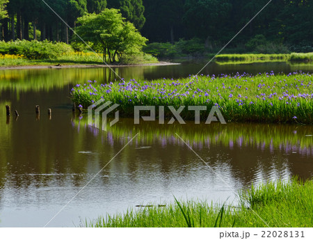 カキツバタ 22028131