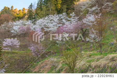 高照山桜の里 22028461