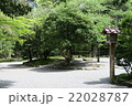 公園の木々 22028787
