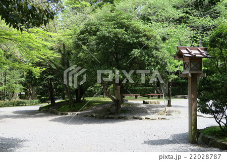 公園の木々 22028787