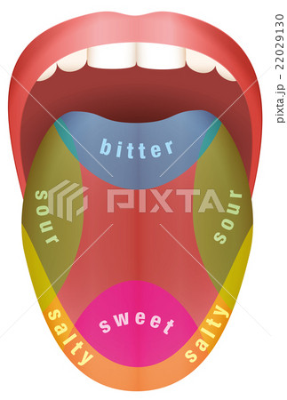 Tongue Taste Areas 22029130