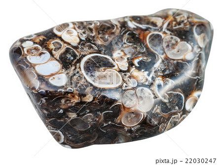 polished turritella agate (jasper) gemstone 22030247