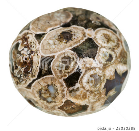 ball from Madagascar Rhyolite (turritella agate) 22030288