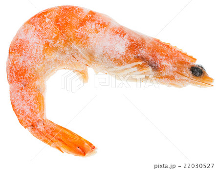 one frozen boiled red shrimp isolated on white one frozen boiled red shrimp isolated on white 22030527