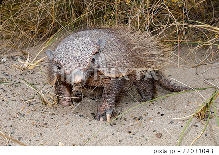 patagonia armadillo close up portrait 22031043