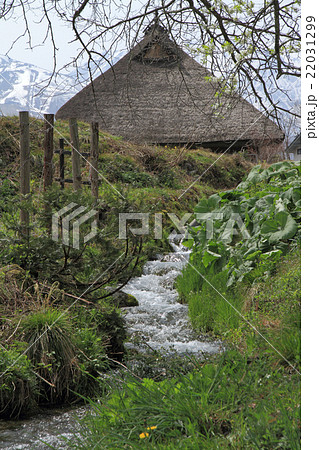 白馬 春の小川 白馬 春の小川 22031299