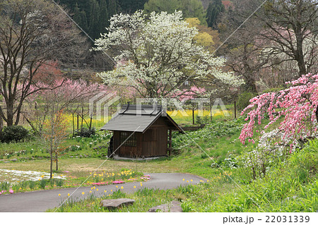白馬山麓の春 白馬山麓の春 22031339