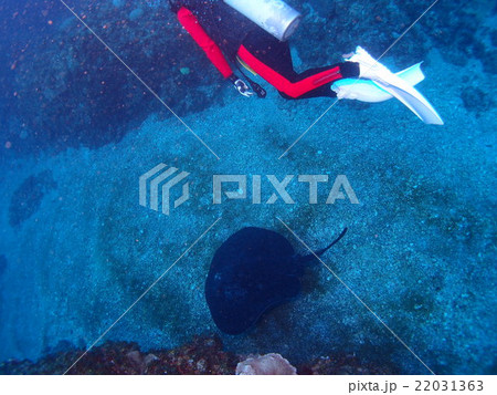 小笠原諸島・父島の砂地に現れた巨大なマダラエイとダイバー 22031363