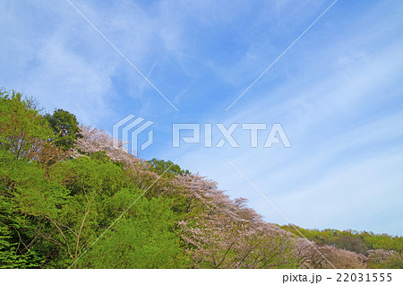 春の景色 春の景色 22031555