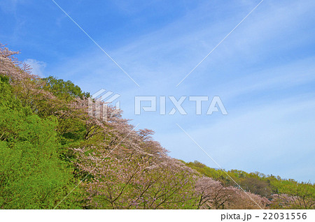 春の景色 春の景色 22031556