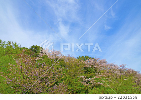 春の景色 22031558