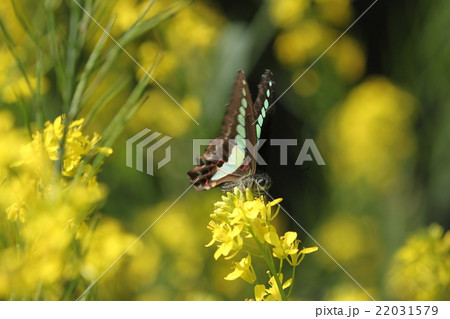 菜の花畑にアゲハがいた 22031579