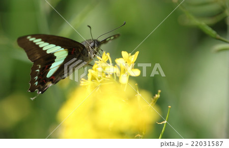 菜の花畑にアゲハがいた 22031587