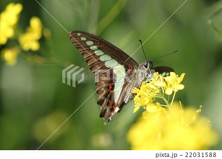 菜の花畑にアゲハがいた 22031588