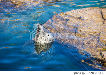 顔を出すアザラシ 顔を出すアザラシ 22031617
