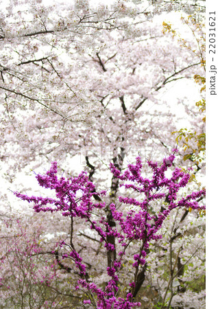 満開の桜を背景に咲く・ハナズオウの花　 22031621