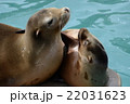 オットセイ 22031623
