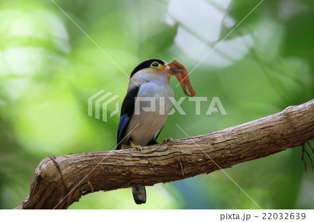 ギンムネヒロハシ 22032639