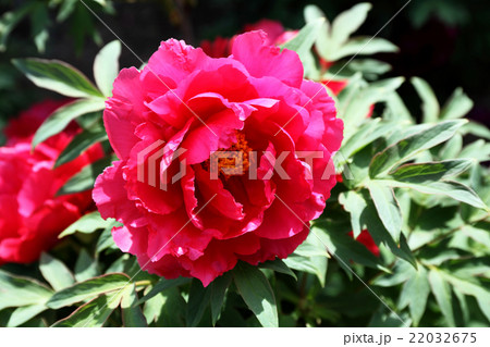 牡丹 牡丹 22032675