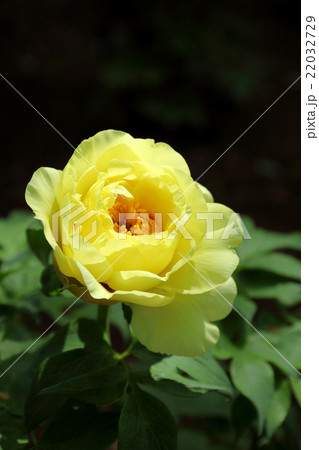 牡丹、ハイヌーン 牡丹、ハイヌーン 22032729