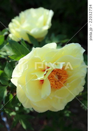 牡丹、ハイヌーン 22032734