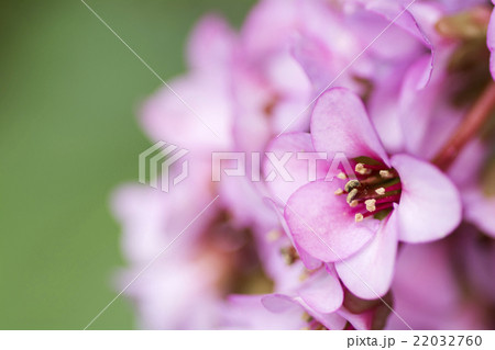 ヒマラヤユキノシタの花のアップ ヒマラヤユキノシタの花のアップ 22032760