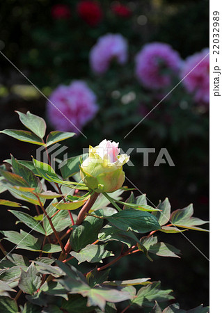 牡丹の蕾 牡丹の蕾 22032989