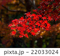 Red Maple Leaves - 001 22033024