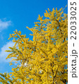 Yellow Gingko - 001 22033025