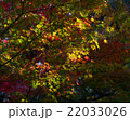 Autumn Colours - 002 22033026