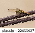 Dragonfly on Rope - 001 22033027