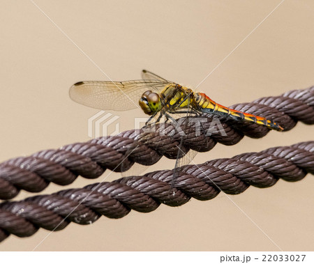 Dragonfly on Rope - 001 22033027