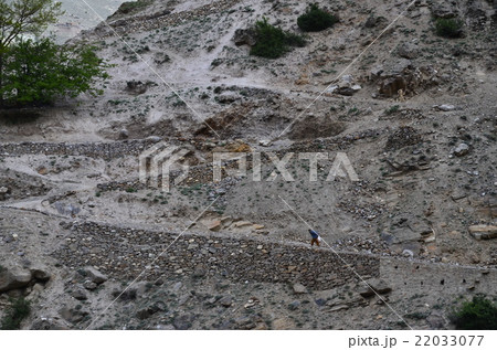 パキスタン ナンガパルバット庵の村 険しい山道を歩くパキスタンのおじいさん の写真素材