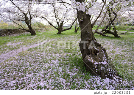 桜散る散歩道 22033231