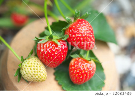 イチゴの栽培 22033439