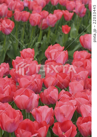 チューリップ畑(安来市伯太) チューリップ畑(安来市伯太) 22033445