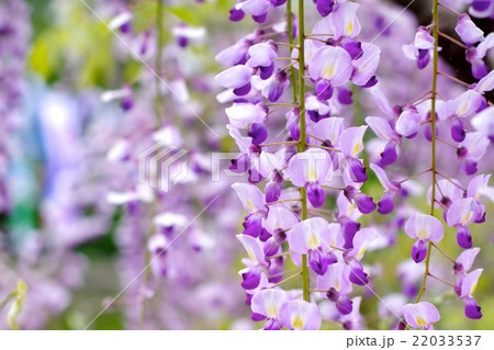 藤の花 藤の花 22033537