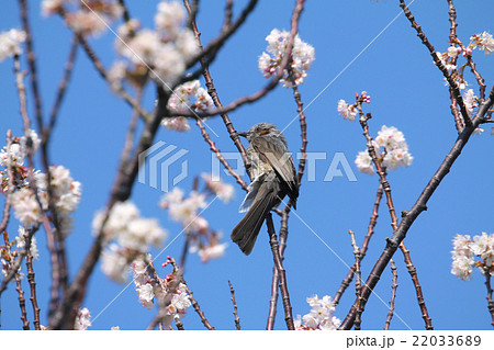 ヒヨドリ 鵯 ヒヨドリ科 とサクラ 桜 バラ科 の写真素材 2336