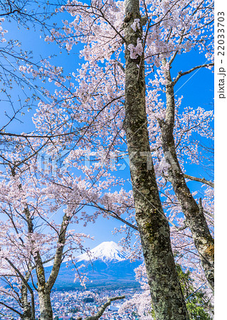 富士山と満開の桜 富士山と満開の桜 22033703