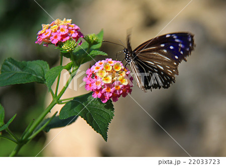ツマムラサキマダラ 22033723
