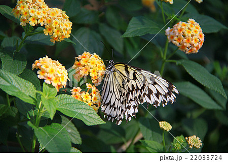 オオゴマダラ 22033724