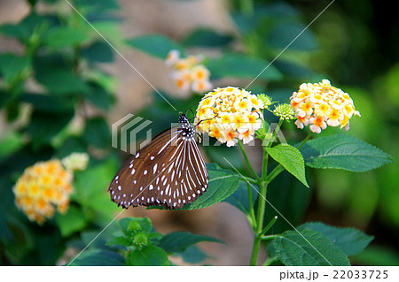 ツマムラサキマダラ 22033725