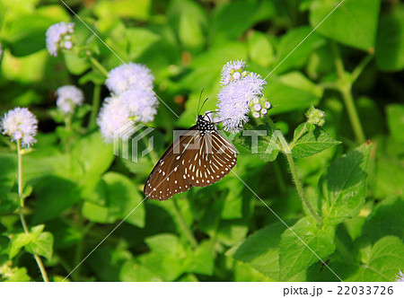 ツマムラサキマダラ 22033726