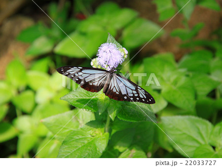 リュウキュウアサギマダラ リュウキュウアサギマダラ 22033727