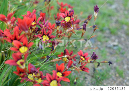 スパラキシス 22035185