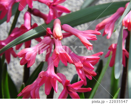 ヒヤシンス 22035547